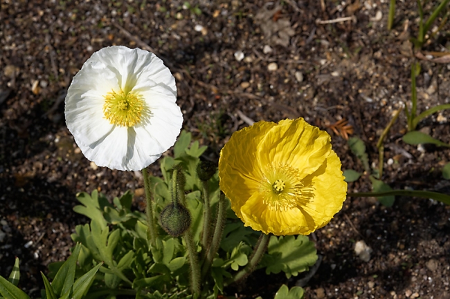 Jardin des Impressionnistes-MAI14-025